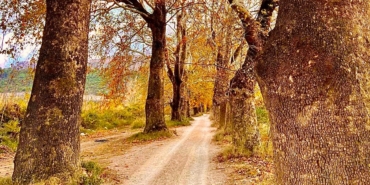 bursaninsesi--globaldaki-yol